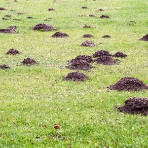 Who’s Been Digging Holes in Your Yard? Mole Damage Versus Vole Damage