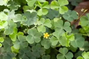 Lawn Weed Library: Oxalis