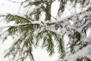 How to Protect Your Trees in Winter