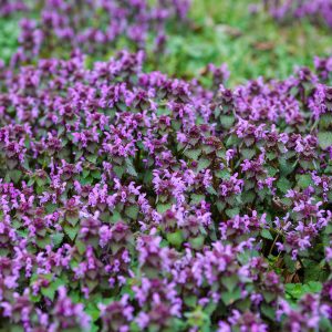 Pretty Purple Flowers or Destructive Weeds? Preventing Henbit and Purple Deadnettle