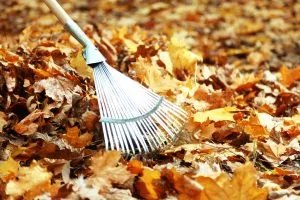 9 Tips for Raking Leaves this Fall