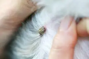 Removing a Tick from Your Pet