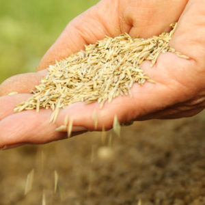 Fall Overseeding: Steps to Revive and Refresh Your Lawn