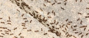 Prevent Ants from Entering Your Home