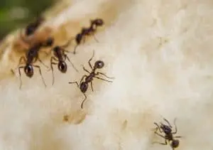 Ant Control in Ohio