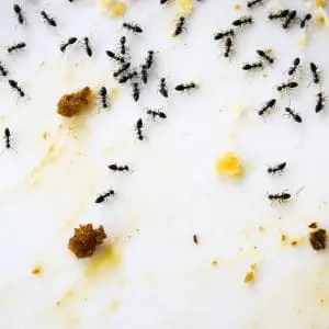 How To Get Rid of Ants Naturally