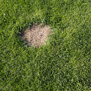 Repairing Bare Spots in Your Lawn Now Leads to Greener Grass in Spring