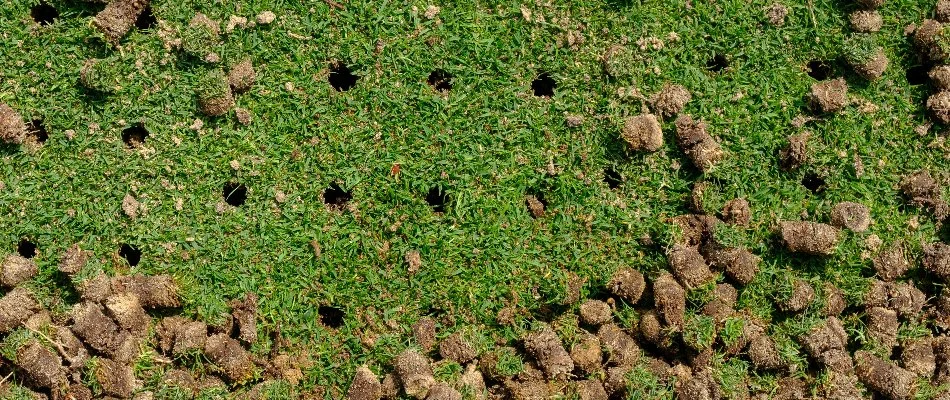 Holes and soil cores on an aerated lawn in Mansfield, OH.