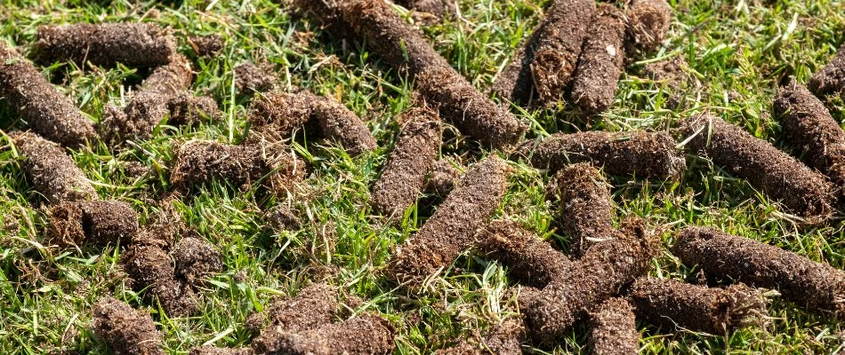 Aeration plugs on a lawn in Mansfield, OH.