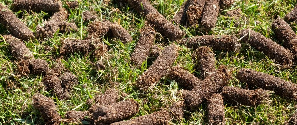 Aeration soil plugs on top of grass in Mansfield, OH.