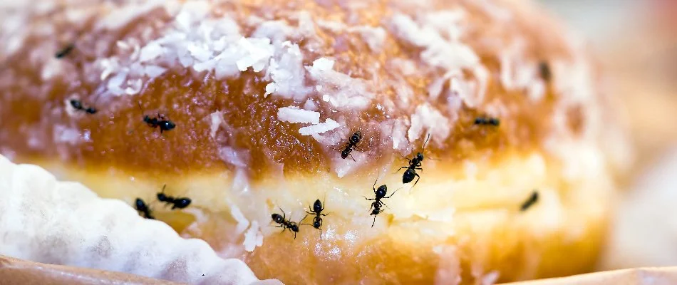Ants on a donut in Mansfield, OH.