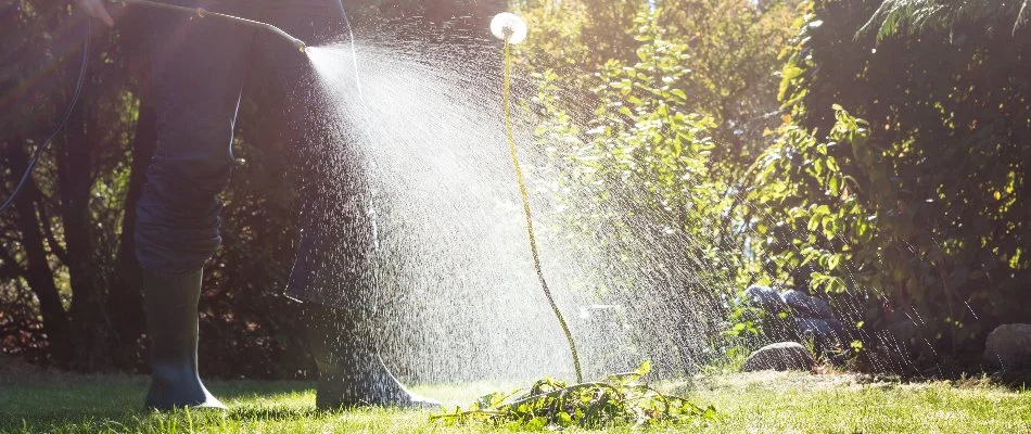 Professional applying a post-emergent weed control treatment on a dandelion in Mansfield, OH.