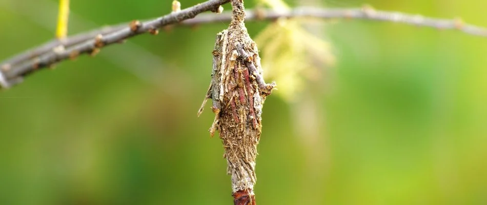Bagworm hanging from a branch in Mansfield, OH.