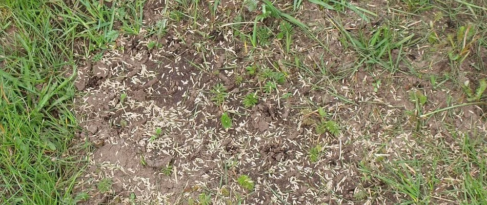 Bare spot on a lawn in Mansfield, OH, with grass seeds.