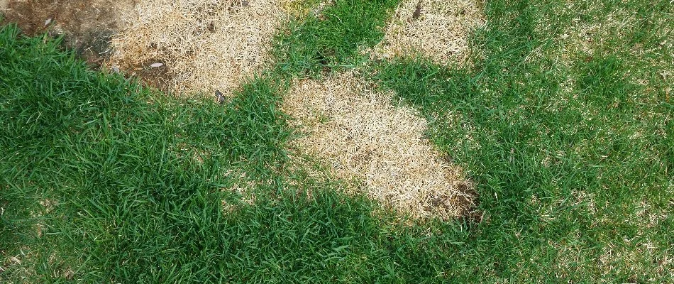 Bleached spots on a lawn in Mansfield, OH.