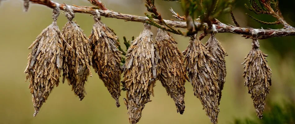 Branch with multiple bagworms in Mansfield, OH.