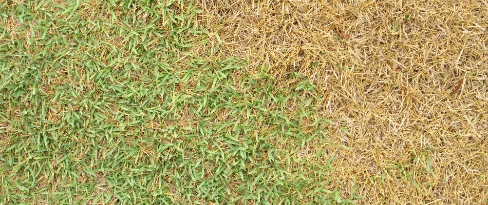 Brown grass in Mansfield, OH, from compacted soil.