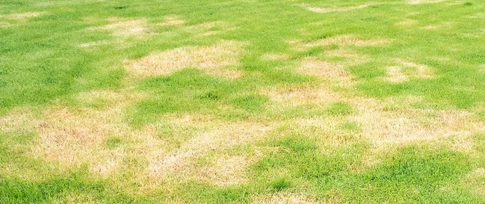 Brown patch disease on a lawn in Mansfield, OH.