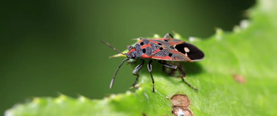 Chinch bug in Mansfield, OH, on a green leaf.