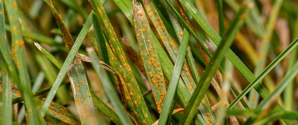 Closeup of grass blades with orange pustules in Mansfield, OH.