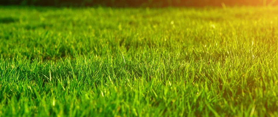 Closeup of grass in sunlight in Mansfield, OH.