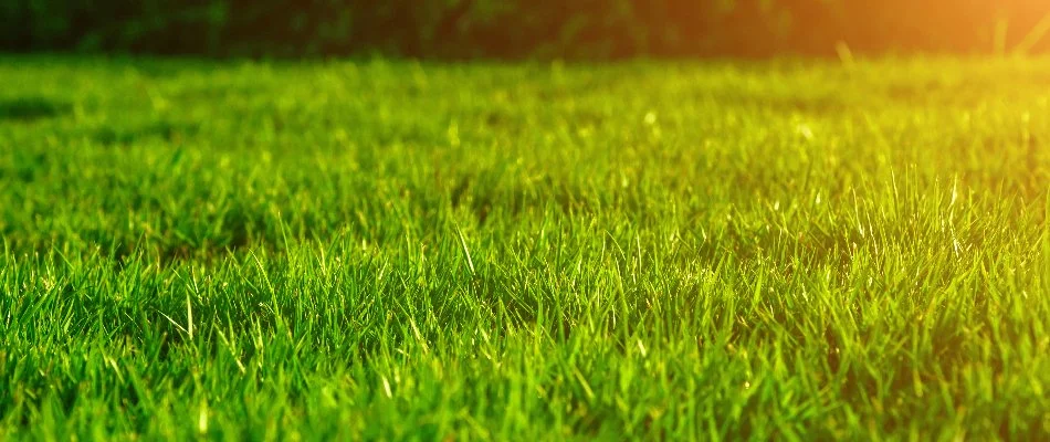Closeup of green grass in Mansfield, OH, in sunlight.