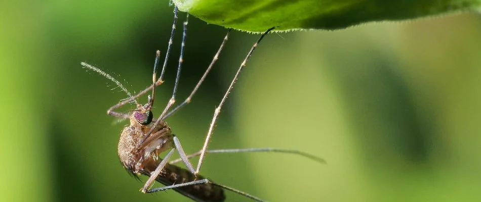 Closeup of a mosquito hanging off a leaf in Mansfield, OH.