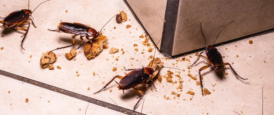 Cockroaches eating food crumbs off the floor in Mansfield, OH.