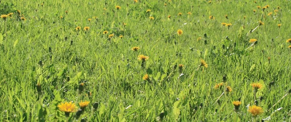 Dandelions spread across a lawn in Mansfield, OH.