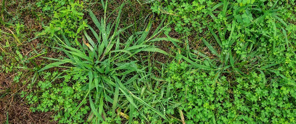 Different types of weeds across a lawn in Mansfield, OH.