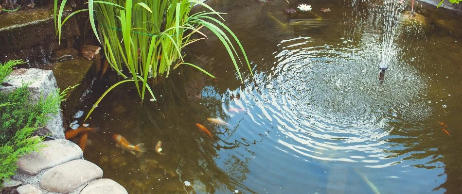 Fish in a pond with a fountain in Mansfield, OH.