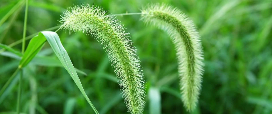 Foxtail weed on a lawn in Mansfield, OH.