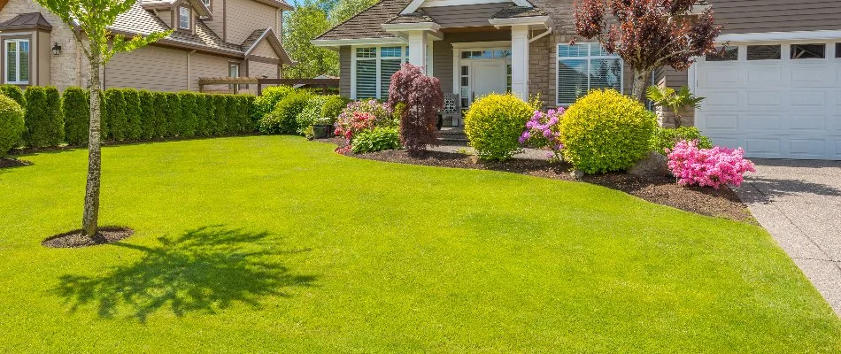 Front lawn and plants in the sunlight in Mansfield, OH.