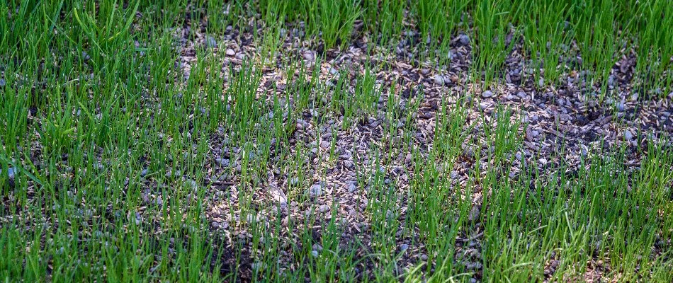 Grass seeds on bare areas of a lawn in Mansfield, OH.