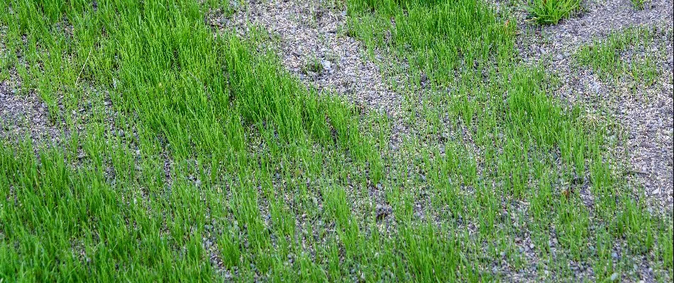 Sparse lawn in Mansfield, OH, with grass seeds.