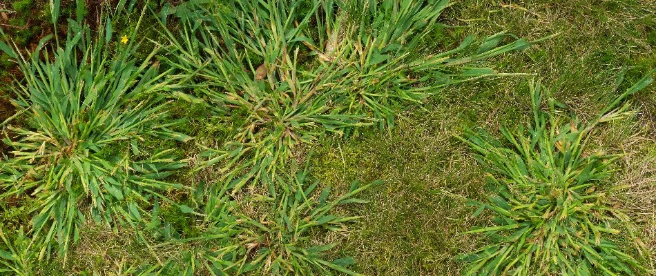Grass in Mansfield, OH, with patches of crabgrass weeds.