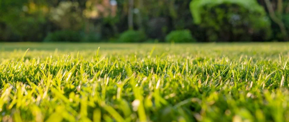 Green grass blades in Mansfield, OH.
