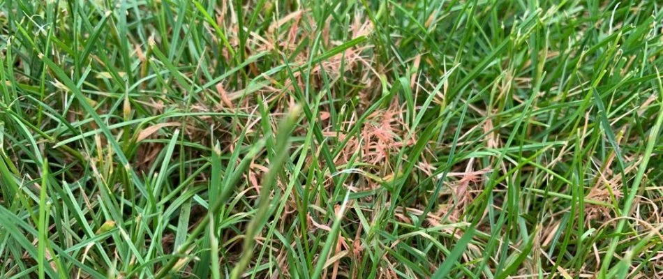 Green grass in Mansfield, OH, with reddish threads.