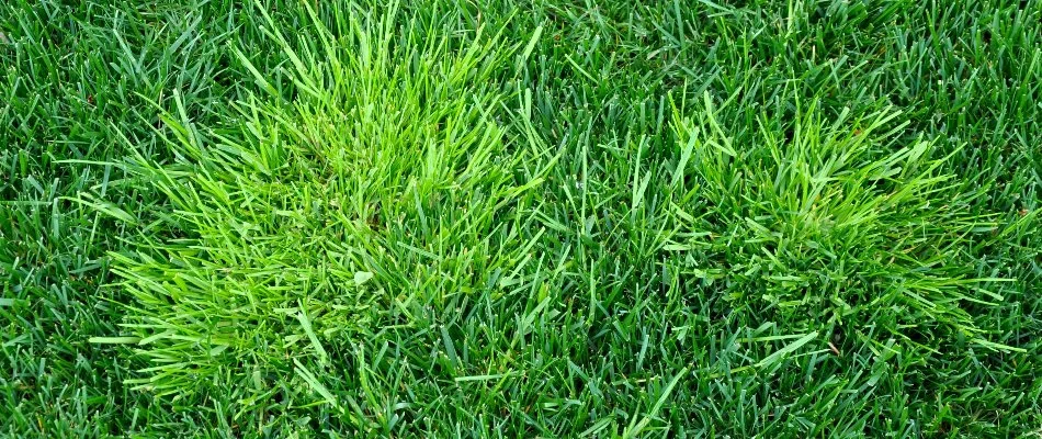 Green lawn in Mansfield, OH, with two weed patches.