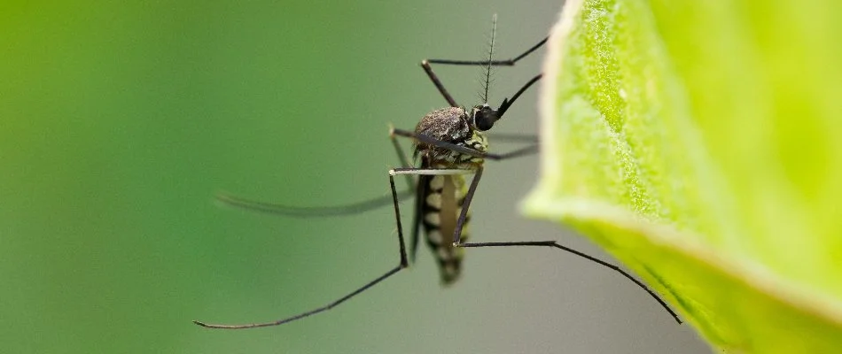 Green leaf in Mansfield, OH, with a mosquito.