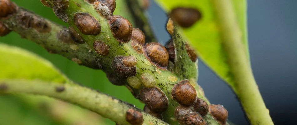 Hard-shelled scale insects along a plant stem in Mansfield, OH.