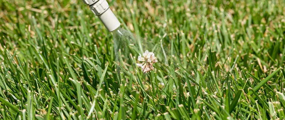 Herbicide treatment on a lawn weed in Mansfield, OH.