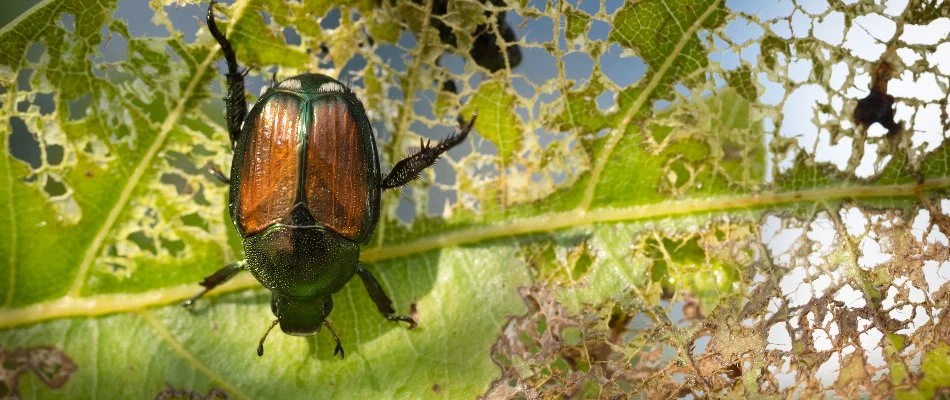 Japanese beetle on a skeletonized plant leaf in Mansfield, OH.