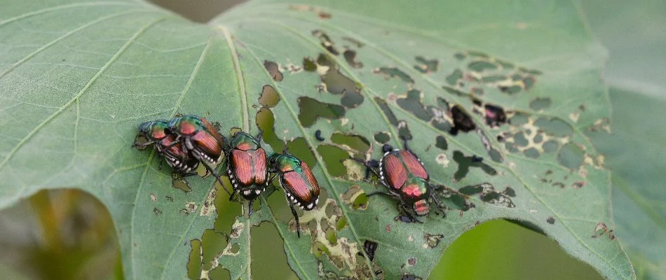 Japanese beetles on a damaged plant leaf in Mansfield, OH.