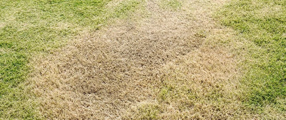 Large, brown patches on a lawn in Mansfield, OH.