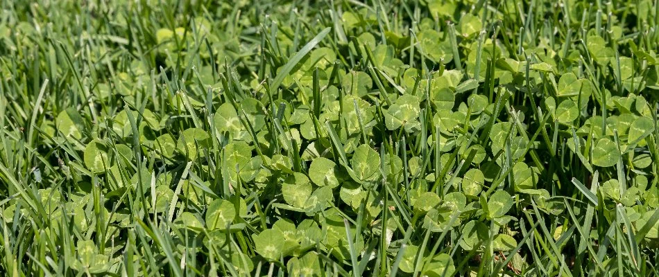 Lawn in Mansfield, OH, with clover weeds.