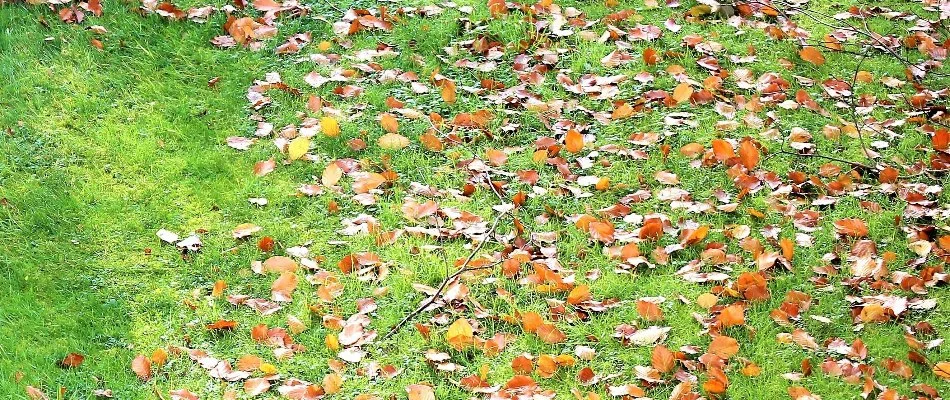Lawn in Mansfield, OH, with dry brown leaves.