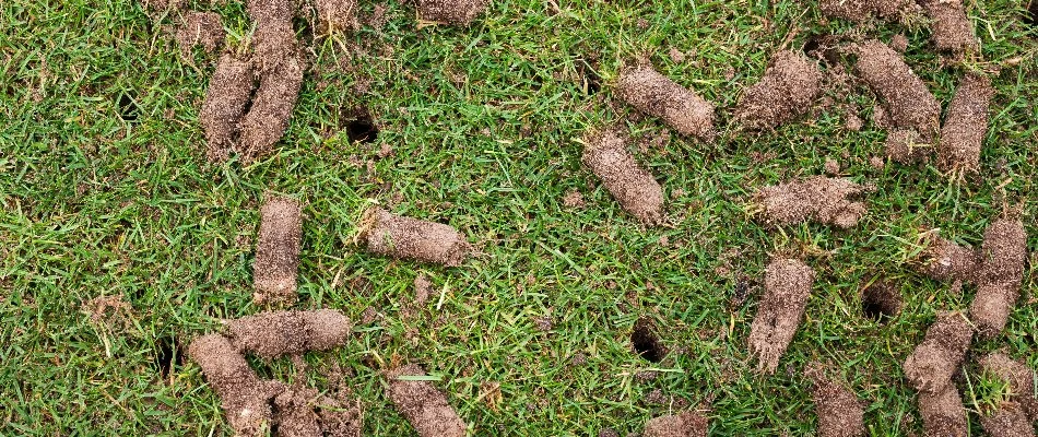 Lawn in Mansfield, OH, with holes and aeration plugs.