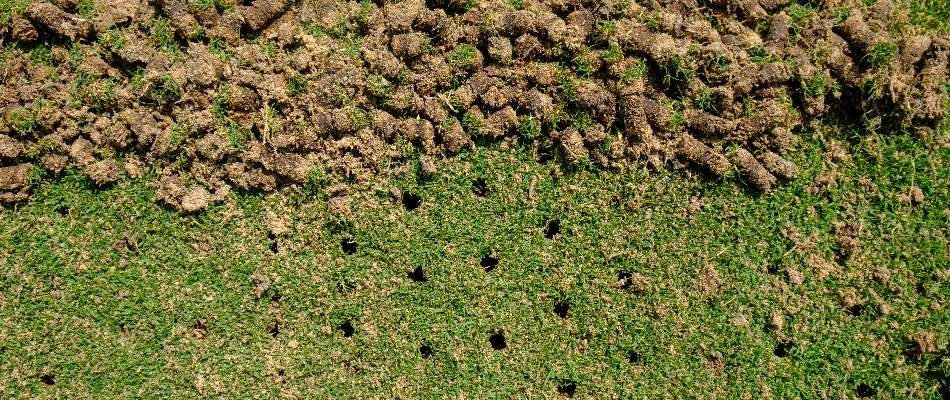 Lawn in Mansfield, OH, with holes and soil plugs.