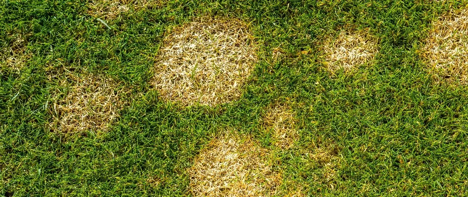 Lawn in Mansfield, OH, with yellow spots.